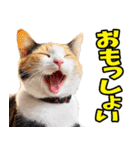 徳島阿波弁☆にゃんこ（個別スタンプ：7）