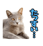 徳島阿波弁☆にゃんこ（個別スタンプ：8）