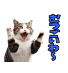 徳島阿波弁☆にゃんこ（個別スタンプ：9）
