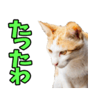 徳島阿波弁☆にゃんこ（個別スタンプ：10）