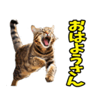 徳島阿波弁☆にゃんこ（個別スタンプ：11）