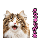 徳島阿波弁☆にゃんこ（個別スタンプ：13）