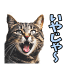 徳島阿波弁☆にゃんこ（個別スタンプ：14）