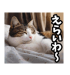 徳島阿波弁☆にゃんこ（個別スタンプ：15）