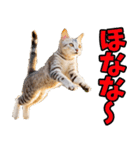 徳島阿波弁☆にゃんこ（個別スタンプ：19）