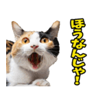 徳島阿波弁☆にゃんこ（個別スタンプ：22）