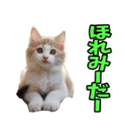 徳島阿波弁☆にゃんこ（個別スタンプ：24）