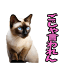 徳島阿波弁☆にゃんこ（個別スタンプ：25）