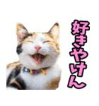 徳島阿波弁☆にゃんこ（個別スタンプ：27）