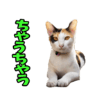 徳島阿波弁☆にゃんこ（個別スタンプ：28）