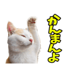 徳島阿波弁☆にゃんこ（個別スタンプ：30）