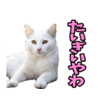 徳島阿波弁☆にゃんこ（個別スタンプ：31）