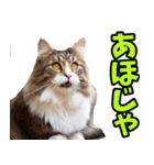 徳島阿波弁☆にゃんこ（個別スタンプ：33）