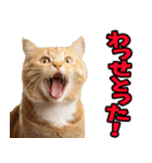 徳島阿波弁☆にゃんこ（個別スタンプ：34）