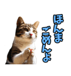 徳島阿波弁☆にゃんこ（個別スタンプ：35）