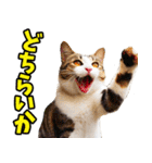 徳島阿波弁☆にゃんこ（個別スタンプ：36）