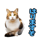 徳島阿波弁☆にゃんこ（個別スタンプ：38）