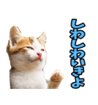 徳島阿波弁☆にゃんこ（個別スタンプ：39）