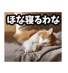 徳島阿波弁☆にゃんこ（個別スタンプ：40）