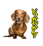 石川・金沢弁☆わんこ（個別スタンプ：8）