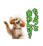 石川・金沢弁☆わんこ（個別スタンプ：10）