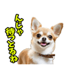 石川・金沢弁☆わんこ（個別スタンプ：15）