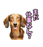石川・金沢弁☆わんこ（個別スタンプ：18）