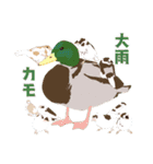 ジュウシマツ！雨のスタンプ（個別スタンプ：1）