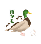 ジュウシマツ！雨のスタンプ（個別スタンプ：2）