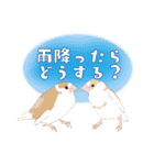 ジュウシマツ！雨のスタンプ（個別スタンプ：12）