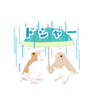 ジュウシマツ！雨のスタンプ（個別スタンプ：16）