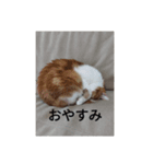あいまるべる（個別スタンプ：4）