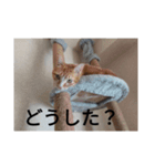 あいまるべる（個別スタンプ：6）