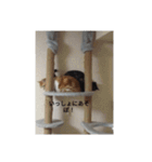 あいまるべる（個別スタンプ：12）