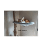 あいまるべる（個別スタンプ：14）