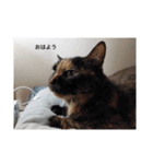 あいまるべる（個別スタンプ：15）