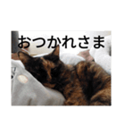 あいまるべる（個別スタンプ：16）