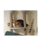 あいまるべる（個別スタンプ：17）
