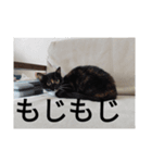 あいまるべる（個別スタンプ：19）