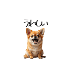ちわわ ちわわ ちわわん（個別スタンプ：1）