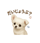 子イヌverチワワ（個別スタンプ：4）