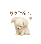 子イヌverチワワ（個別スタンプ：10）