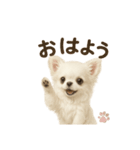 子イヌverチワワ（個別スタンプ：13）