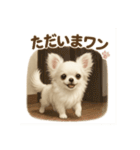 子イヌverチワワ（個別スタンプ：21）