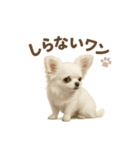 子イヌverチワワ（個別スタンプ：30）