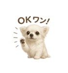 子イヌverチワワ（個別スタンプ：35）