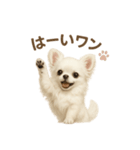 子イヌverチワワ（個別スタンプ：38）