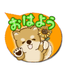 柴犬 2025 「カラフルな吹き出し」（個別スタンプ：1）