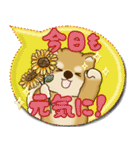 柴犬 2025 「カラフルな吹き出し」（個別スタンプ：5）