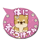 柴犬 2025 「カラフルな吹き出し」（個別スタンプ：14）